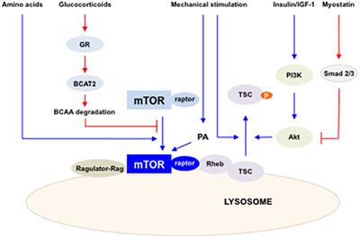 mTOR as a Key Regulator in Maintaining Skeletal Muscle Mass